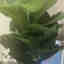 Customer photo 5 of 5