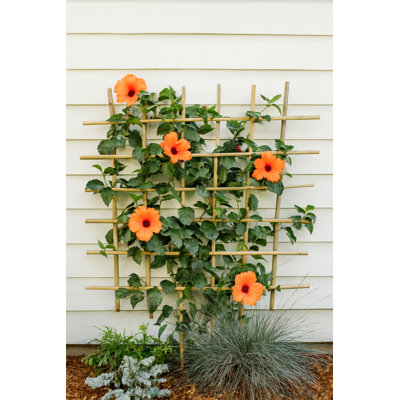 Wood Trellis