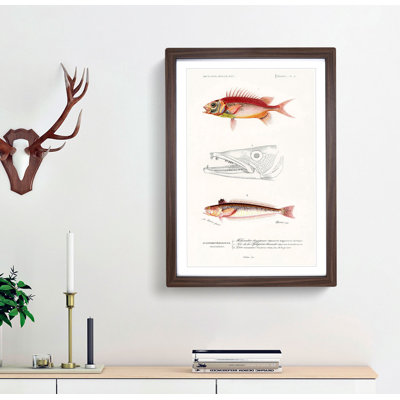 Fish Illustrations PL. 2 by Charles d' Orbigny - Picture Frame Graphic Art Print