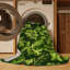  Tapis lavable Arugula Eruca sativa-1947254273