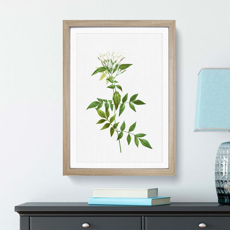 Jasmine Flowers by Pierre-Joseph Redoute - Picture Frame Graphic Art Print, 48cm H x 36cm W x 2cm D, Oak Framed