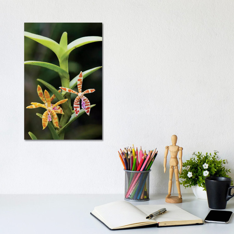 Orchid Flowers, Malaysia by Hiroya Minakuchi - Wrapped Canvas Print, 20.32 cm H x 30.48 cm W