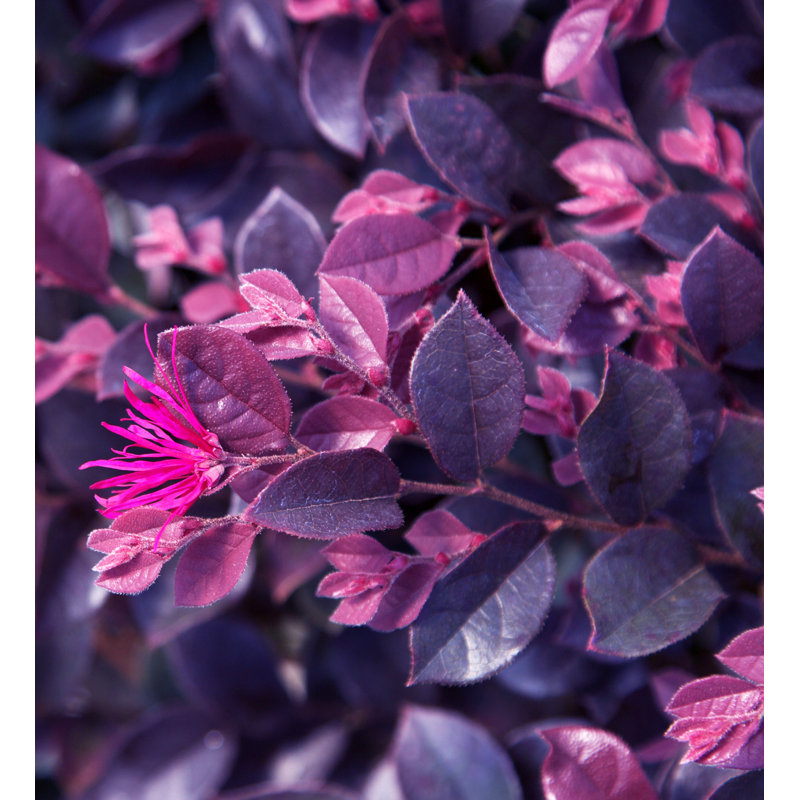 2.5 Quart Purple Daydream Loropetalum with Pink Blooms