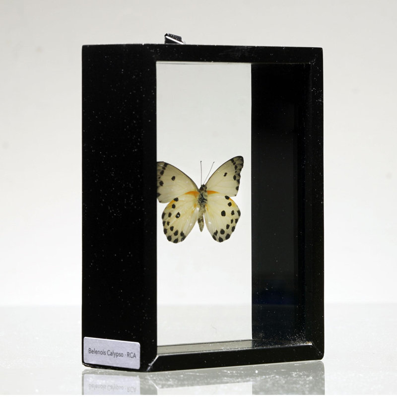Magnifique papillon Belenois Calypso dans une boîte de présentation