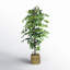 72" Artificial Ficus Tree in Basket