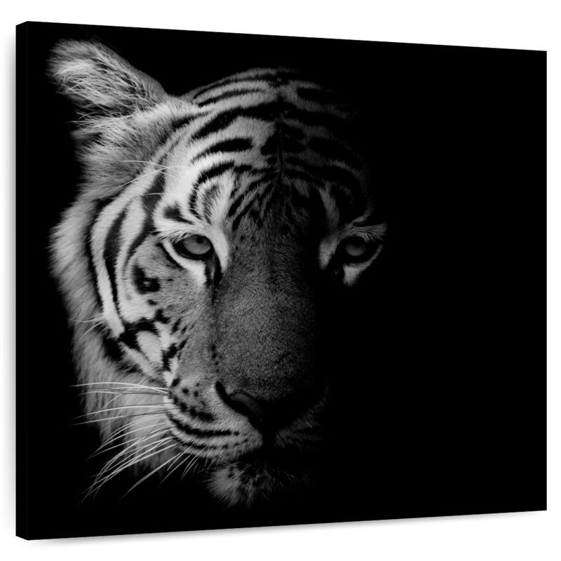 Brampt Tiger Contour, 16" H x 16" W
