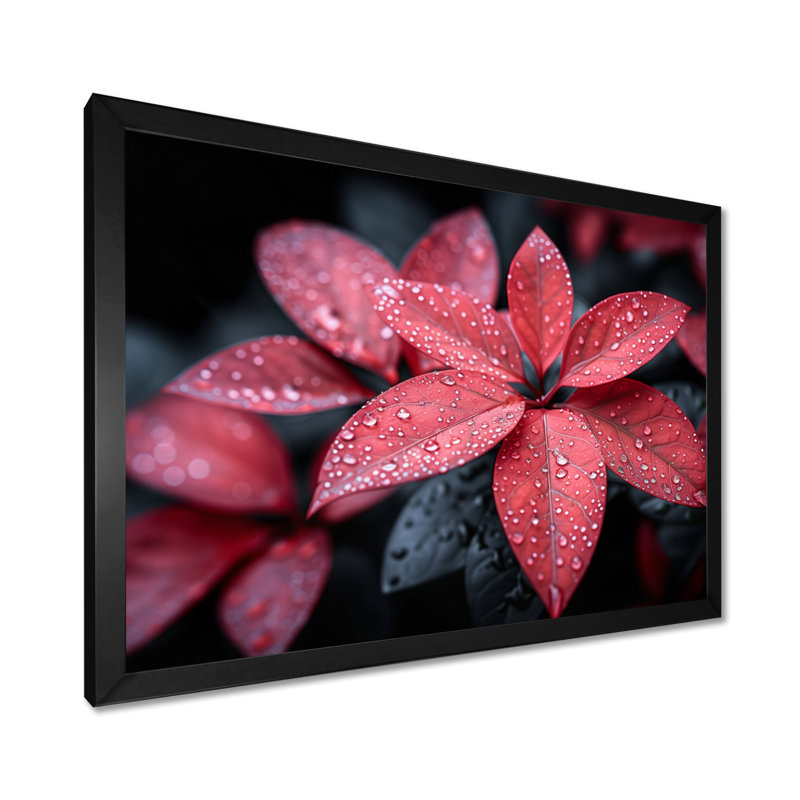 Red Red Poinsettia Raindrop Reflections I - Plants, impression d'art mural, Toile encadrée noire simple