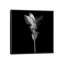« curcuma iii, b&w » par magda indigo, impression sur toile-31920096-73555380-73555385