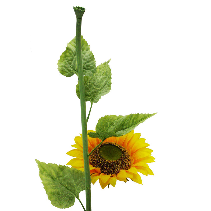 Grand tournesol à une seule tige