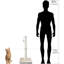 Grattoir de 29 po pour chat, poteaux à griffer avec corde en sisal et boule de jeu interactive pour chats et chatons d'intérieur-59253900