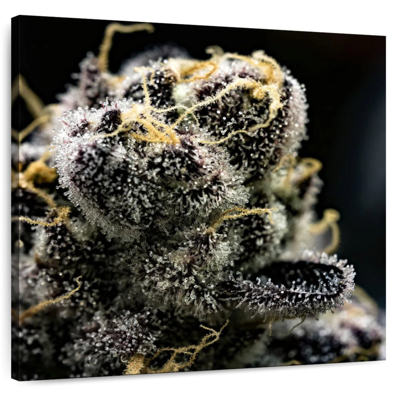 Harnek White Marijuana Trichomes