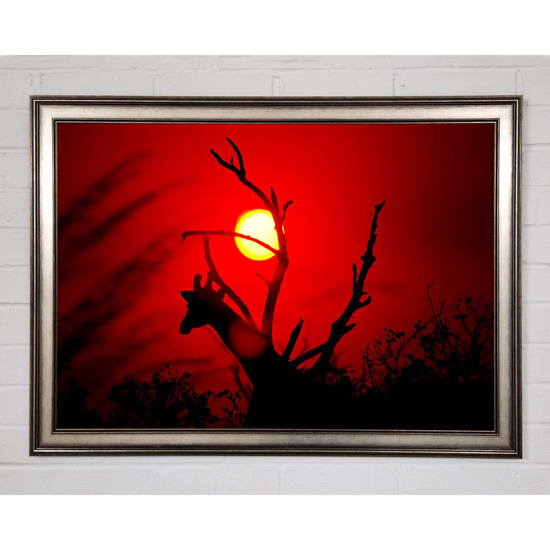 Giraffe bei Sonnenuntergang - Druck