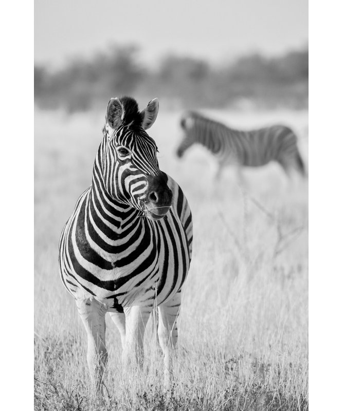 Wrapped Canvas Print, 50.8 cm H x 76.2 cm W