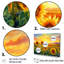 Sunflowers Burning Sunset - Tournesols, reproductions encadrées-97089656-97089665