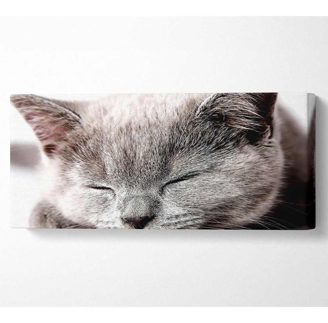 Sleepy Grey Kitten - Panorama-Kunstdrucke auf Leinwand