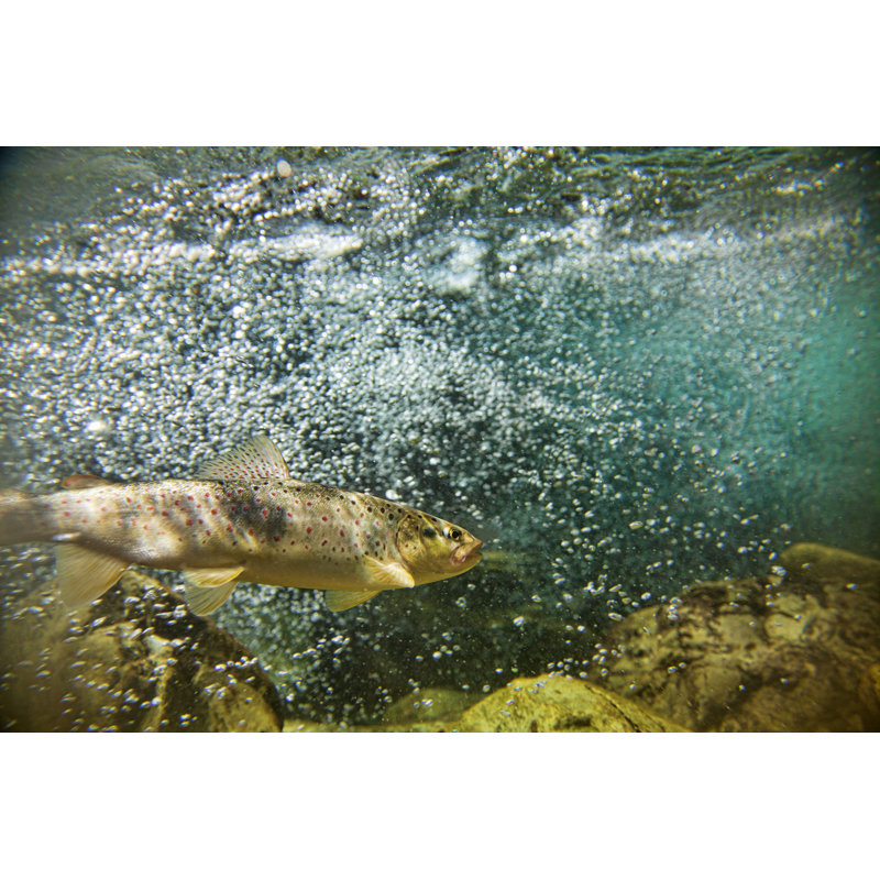 Big Brown Trout Swimming In The Water by Elchoclo - Wrapped Canvas Print, 20.32cm H x 30.48cm W