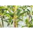 36'' Faux Bamboo Tree in Fiberstone Vase