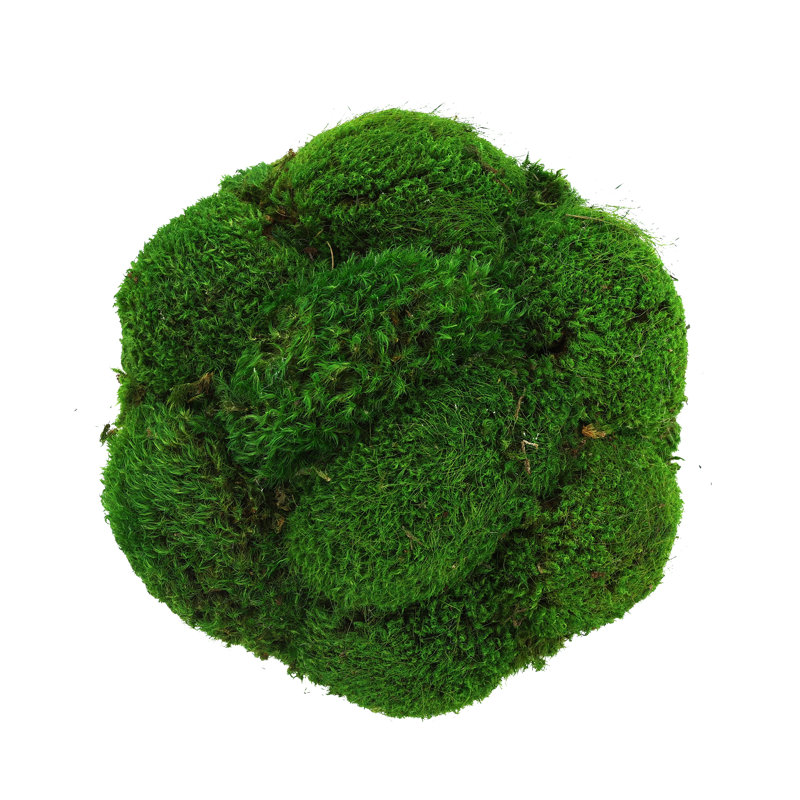 Mood Moss Arranged in Ceramic Pot
