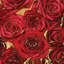 « roses-rouge on gold », impression sur toile-1694339709-1643060251-1643060248