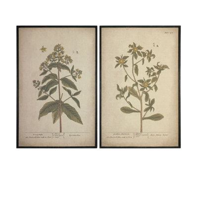 Plants & Flowers Framed Print Canvas