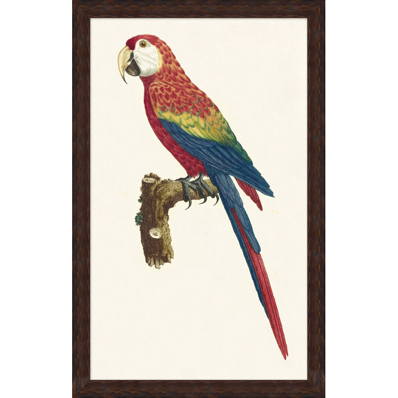 Perched Parrot 5 Painting