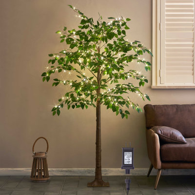 Ficus illuminé 6 pi 264 l