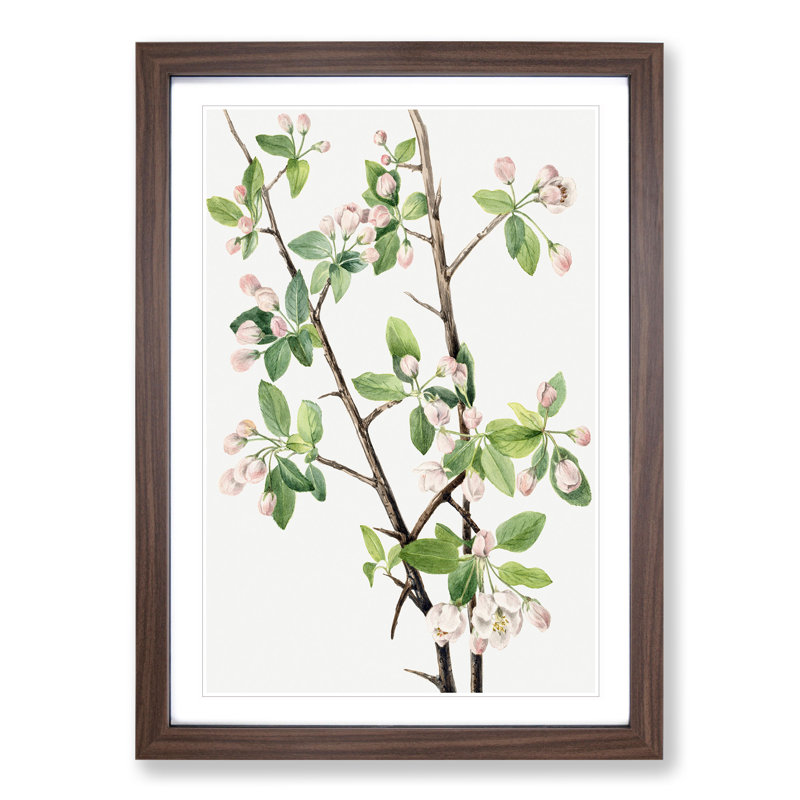 Wild Sweet Crab by Mary Vaux Walcott - Picture Frame Graphic Art, 65cm H x 48cm W x 2cm D, Walnut Framed