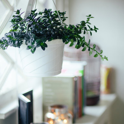 Plante d'intérieur d'intérieur par Timnewman