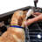 Microbubble Therapy Dog Or Pet Walk-In Spa