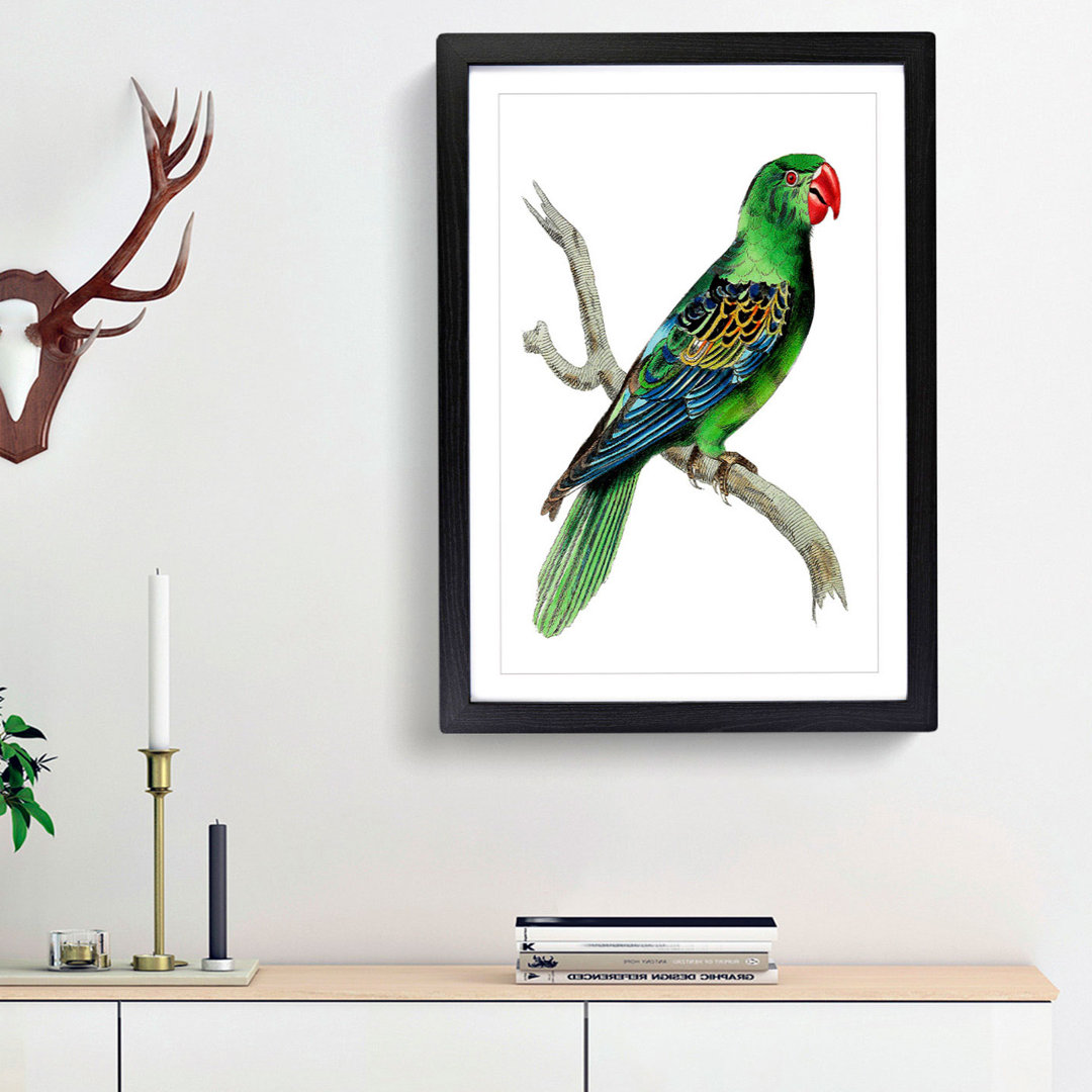 Great-Billed Parrot by George Shaw - Framed Print