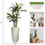 Dracaena artificiel Panama 59 po en pot