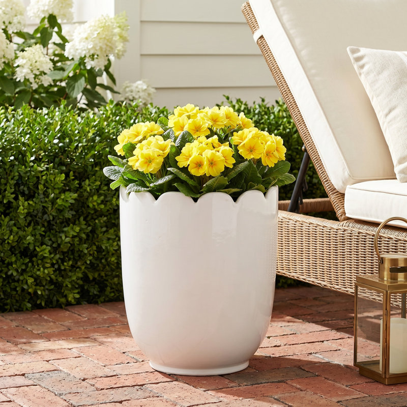Mirabelle White Classic Italian Scalloped Edge Cachepot