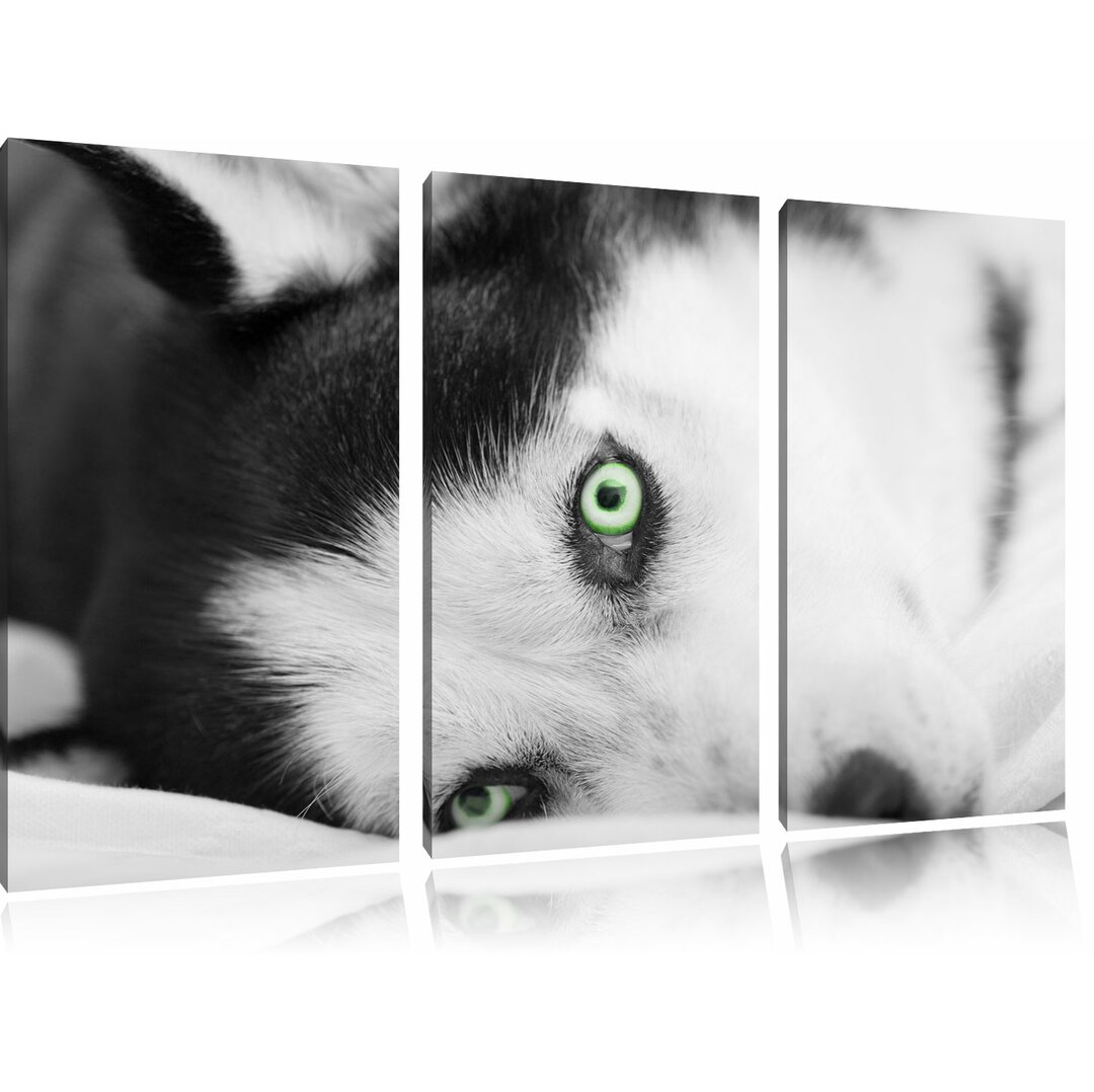 3-tlg. Leinwandbilder-Set „Husky im Bett mit Blauen Augen“, Fotodruck