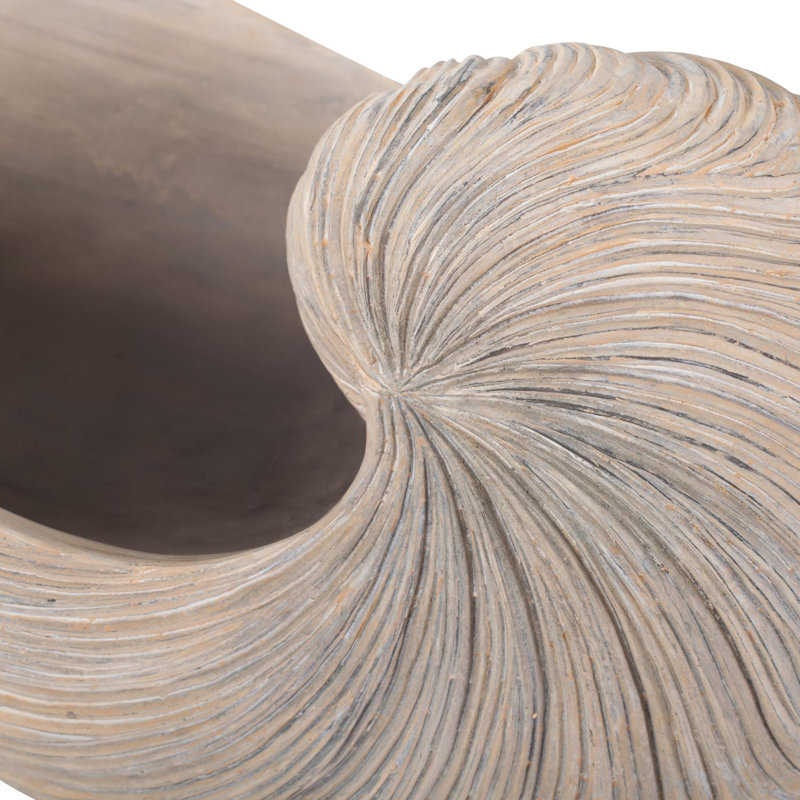 Nautilus Shell