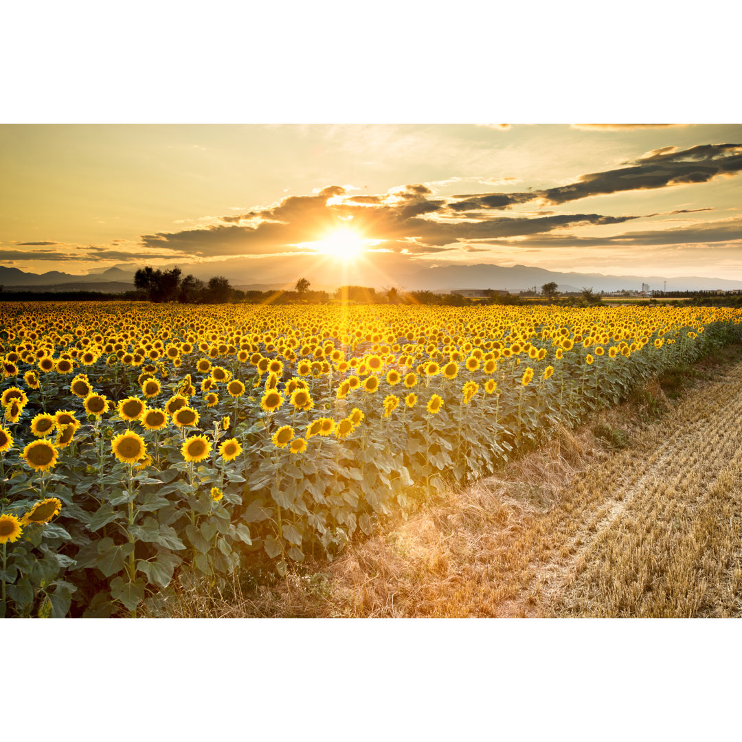 Goldene Sonnenblumen von Xavierarnau - Kunstdrucke auf Leinwand