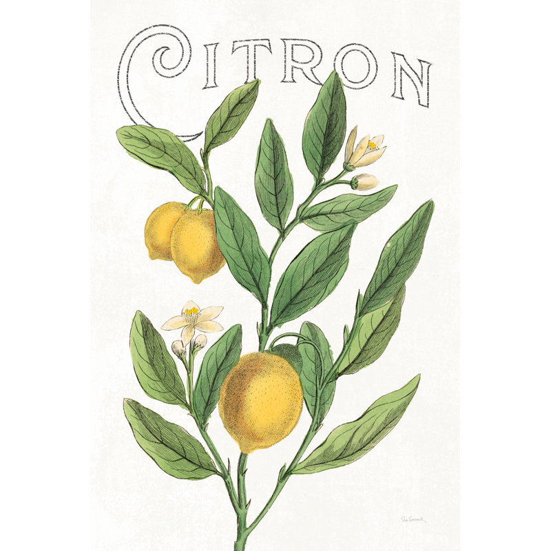 Classic Citrus V V2 by Sue Schlabach - Wrapped Canvas Painting, 91cm H x 61cm W x 3.8cm D
