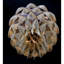 Lustre rond clair en laiton massif à fleurs Protea-89795584-89795604-130690182