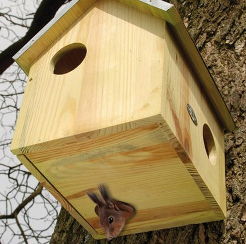 Squirrel House Fsc 100%