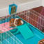 Cage pour cochons d'Inde avec habitat