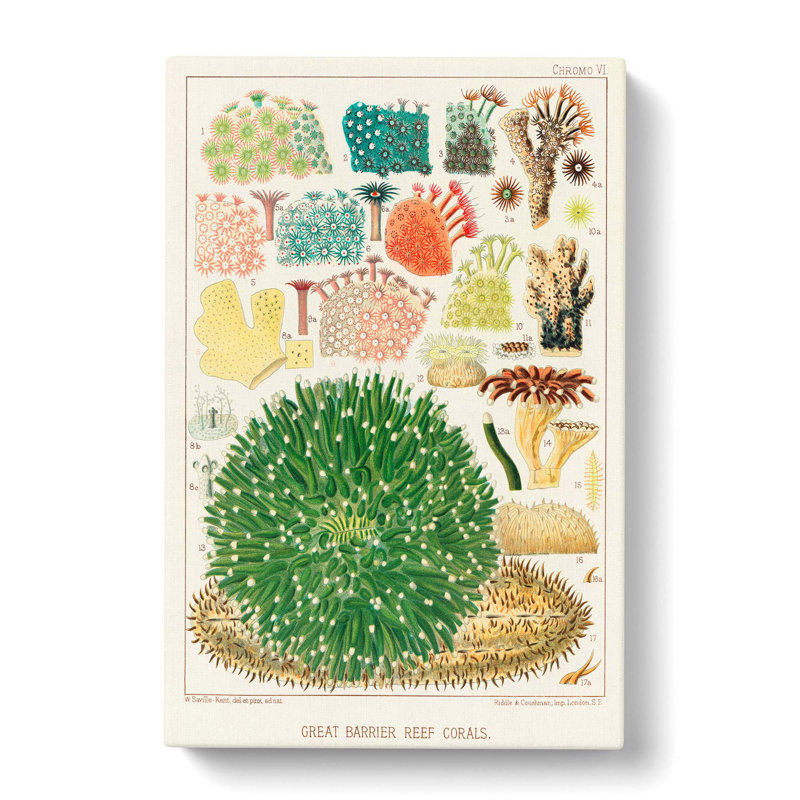Great Barrier Reef Corals by W. Saville-Kent - Wrapped Canvas Painting Print, 60cm H x 40cm W x 3cm D