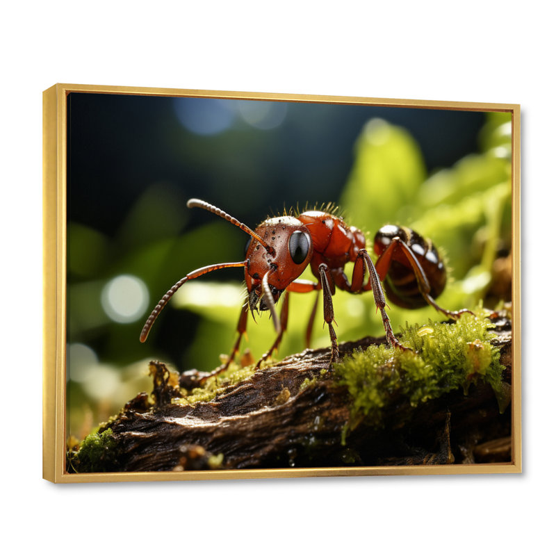 Portrait de fourmi - décoration murale animaux, Cadre flottant doré, H 24 po x l 32 po x P 1 po