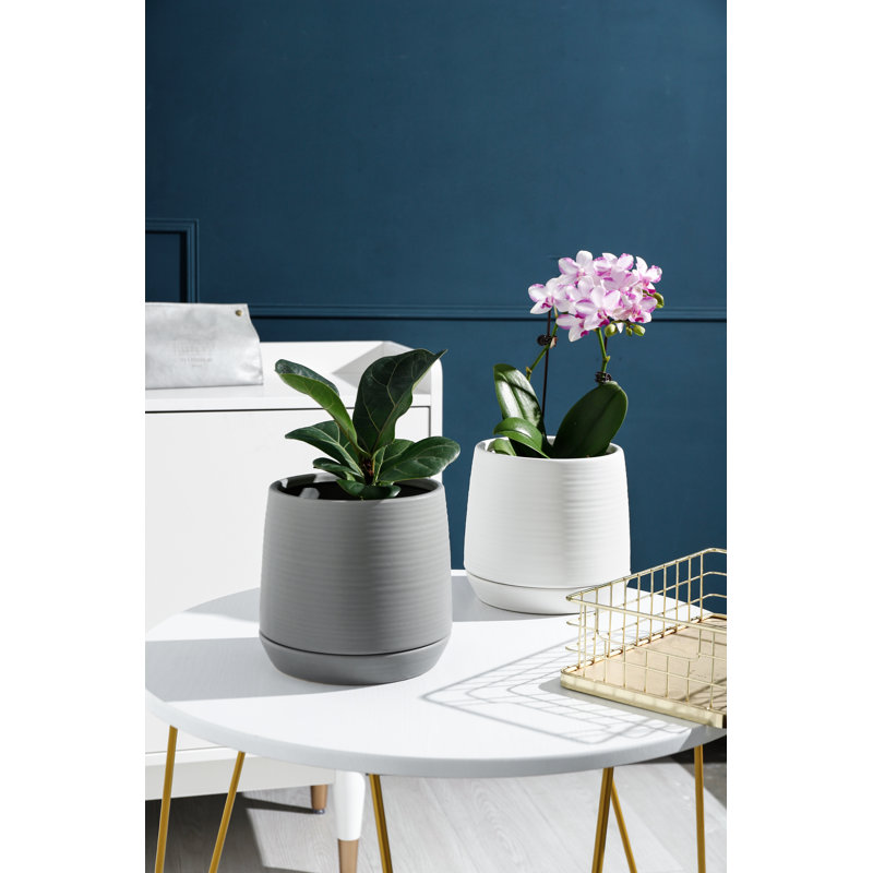 7 in. Novo Planter w/ Saucer - Matte White, Matte White