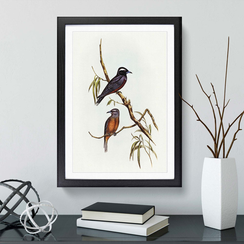 White-Eyebrowed Woodswallows by Elizabeth Gould - Picture Frame Painting Print, 48cm H x 36cm W x 2cm D, Black Framed