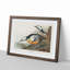 Western Ducks by John James Audubon - Picture Frame Painting Print-55641967-55641965