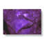 Purple Rose Flower Vol.4 - Wrapped Canvas-61837189