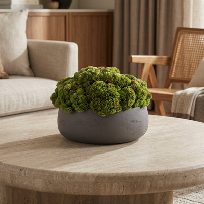 Sedum disposée en pot de fibres