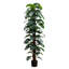 Arbre Monstera, plancher, intérieur, décoratif, feuilles vertes