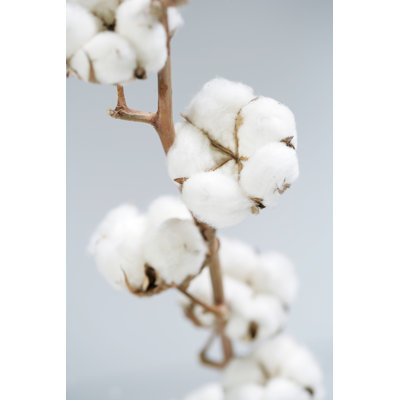 Cotton by Nastazia - Wrapped Canvas Print
