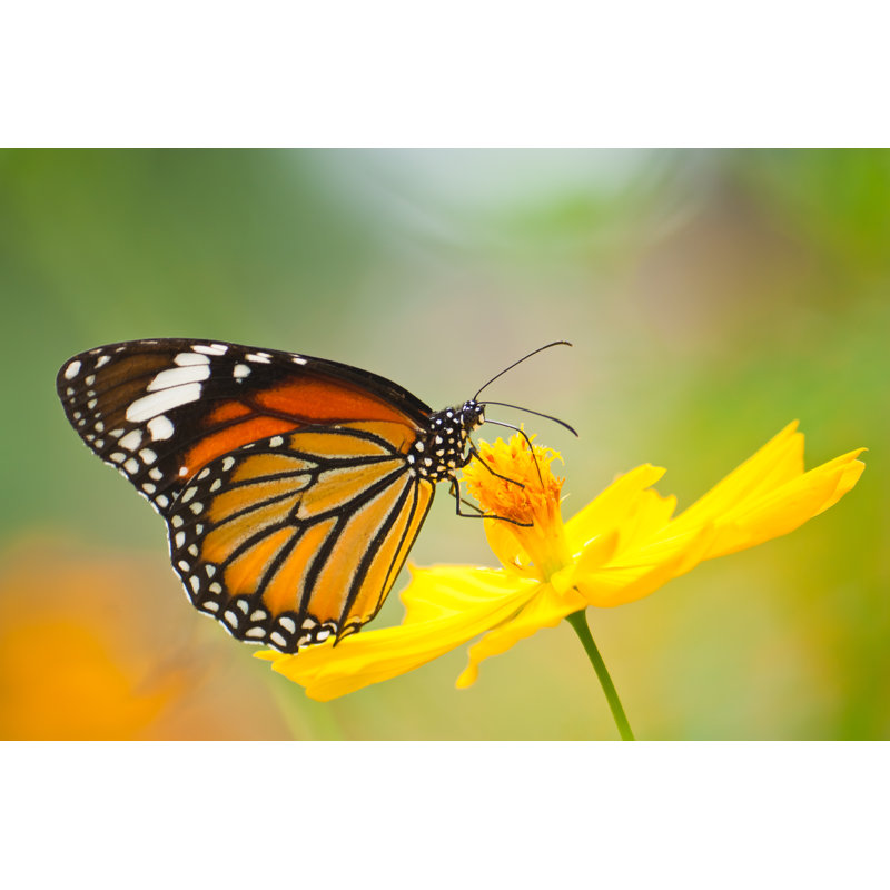 «Monarch Butterfly» par Nanoya - Photographie sur toile tendue, H 8 po x l 12 po x P 1,5 po