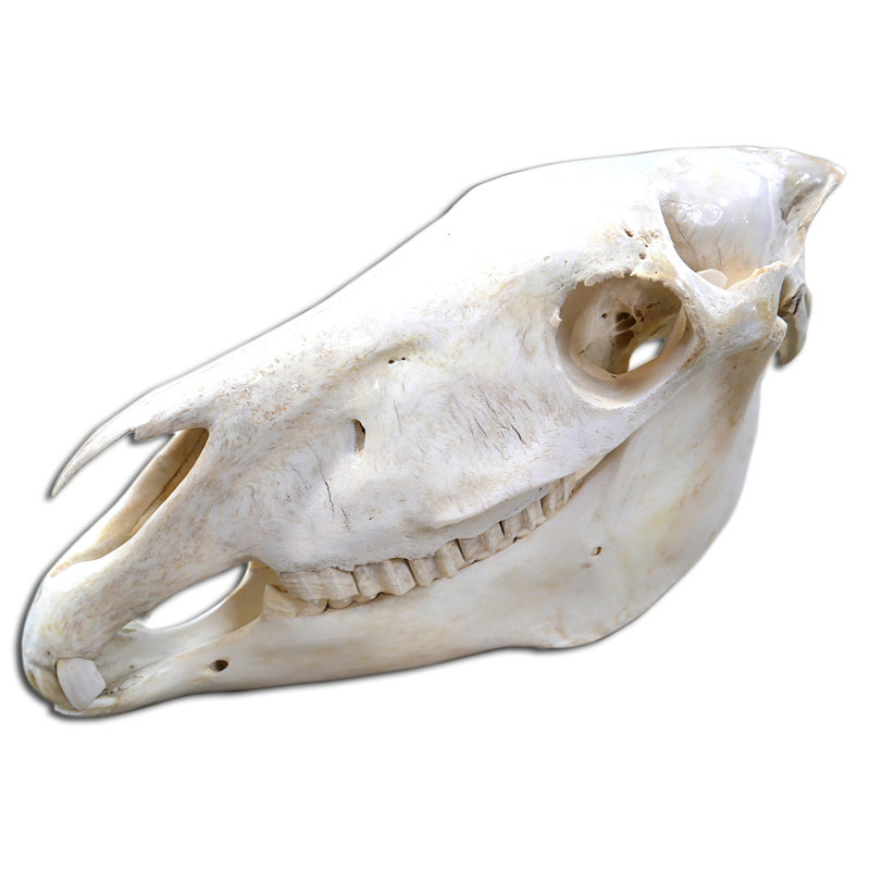 Gonzella Genuine Zebra Skull